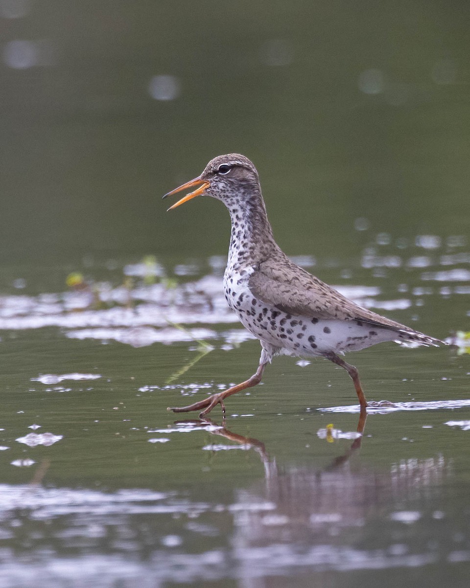 Spotted Sandpiper - Andy DeBroux