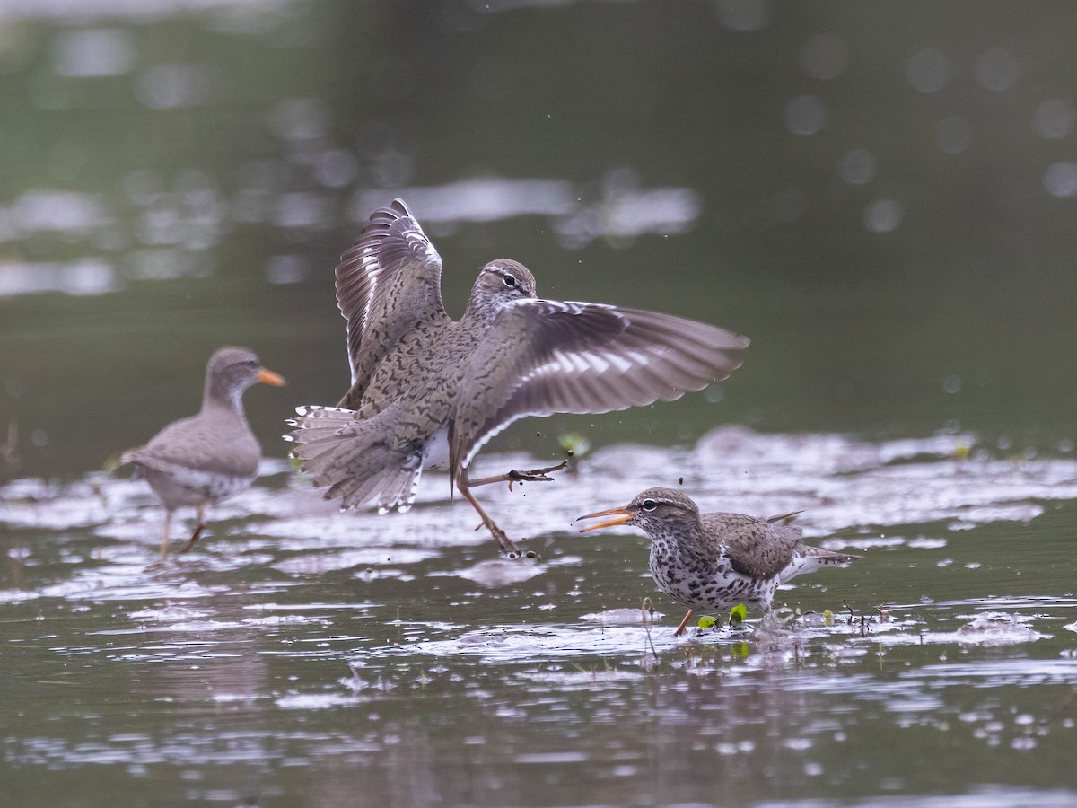 Spotted Sandpiper - Andy DeBroux