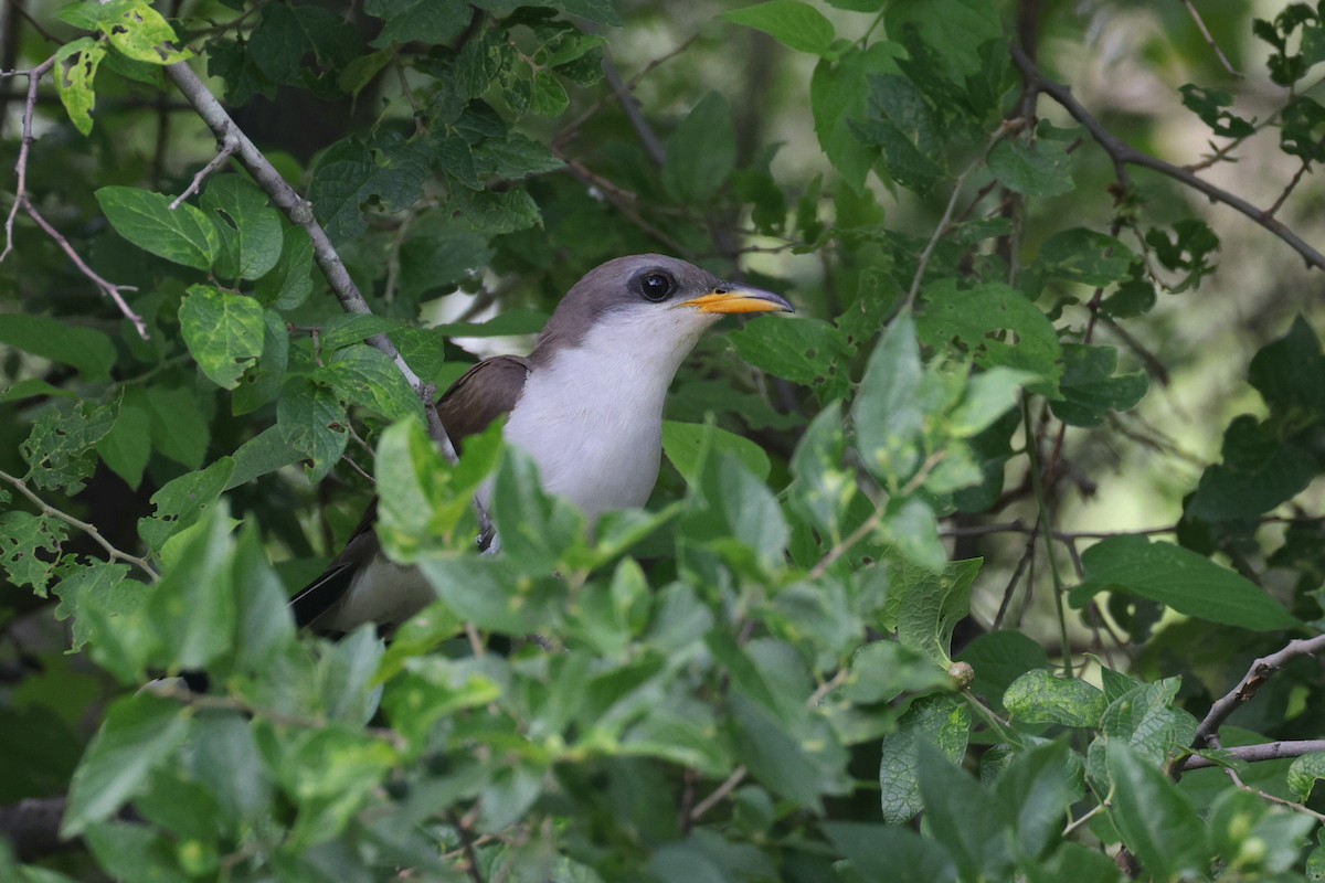 Yellow-billed Cuckoo - ML619658557