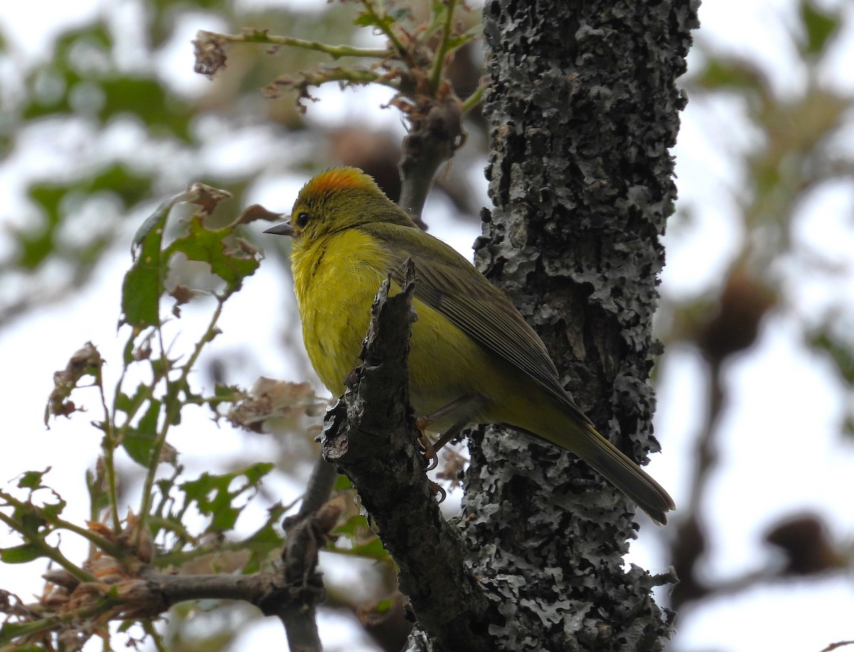 Orange-crowned Warbler - Randy Smith