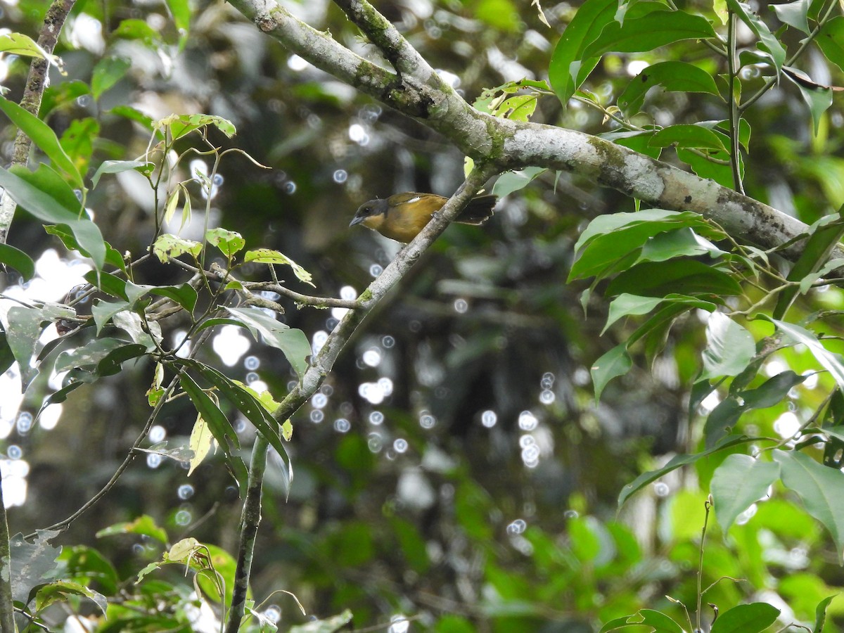 Fulvous-crested Tanager - ML619658576