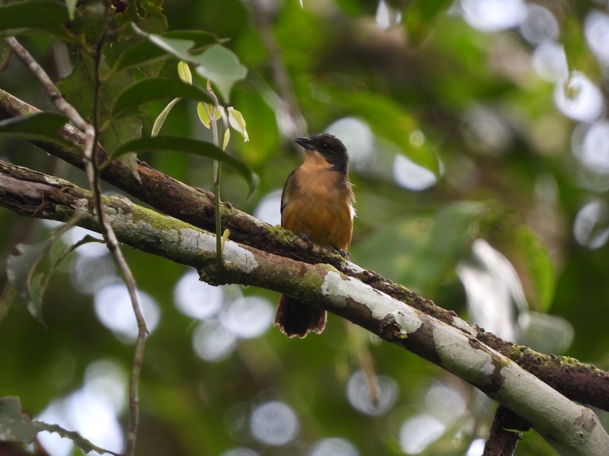 Fulvous-crested Tanager - Juan Aguilar