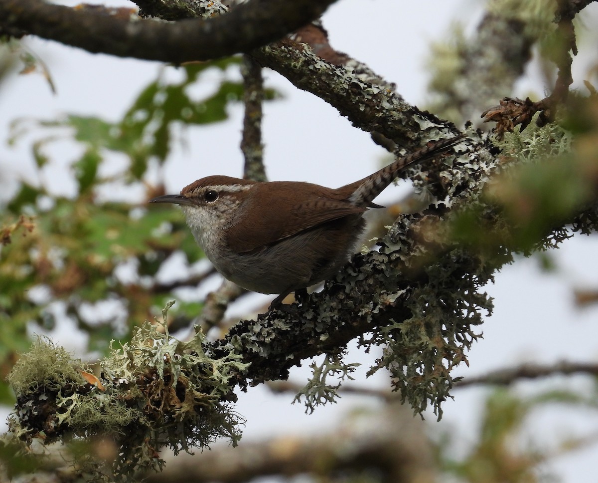 Bewick's Wren - Randy Smith