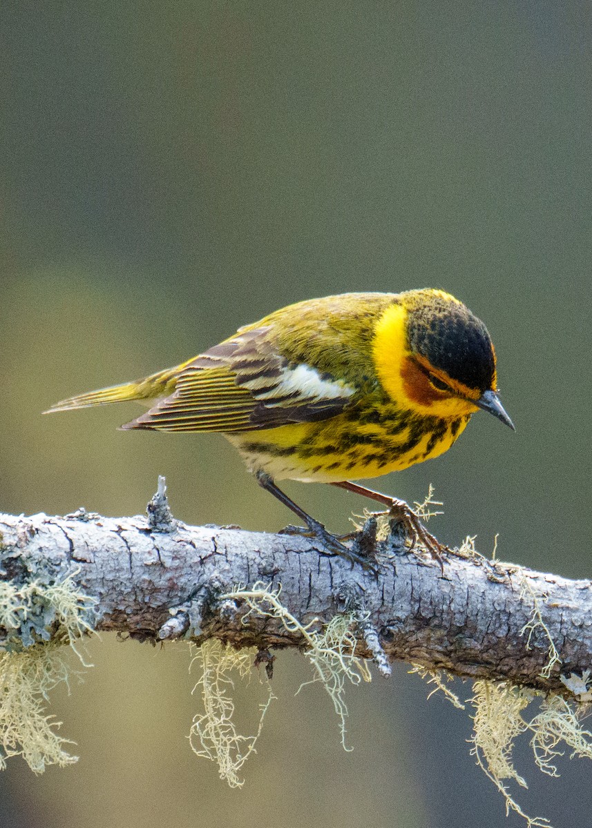 Cape May Warbler - Neill McDonald