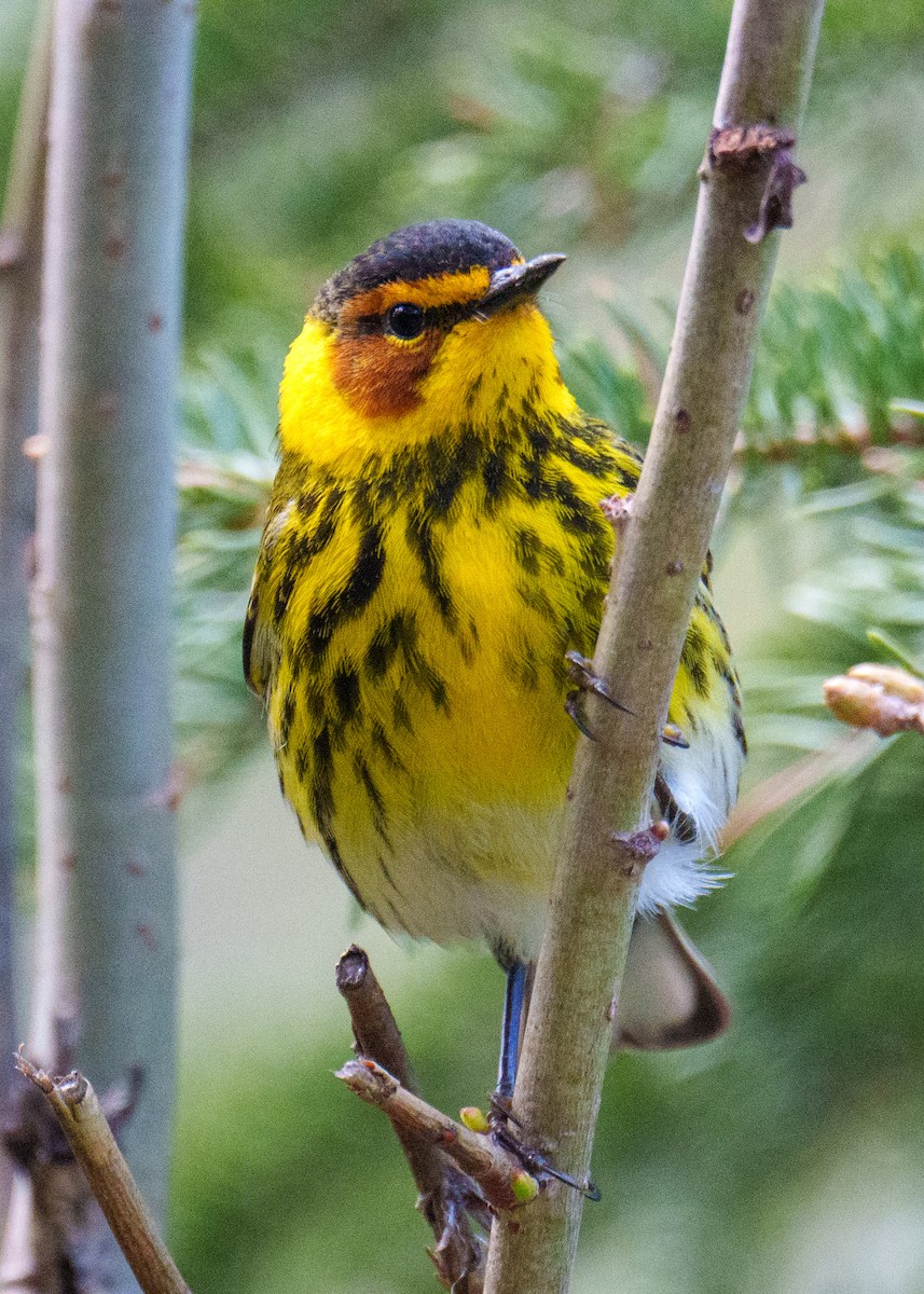 Cape May Warbler - Neill McDonald