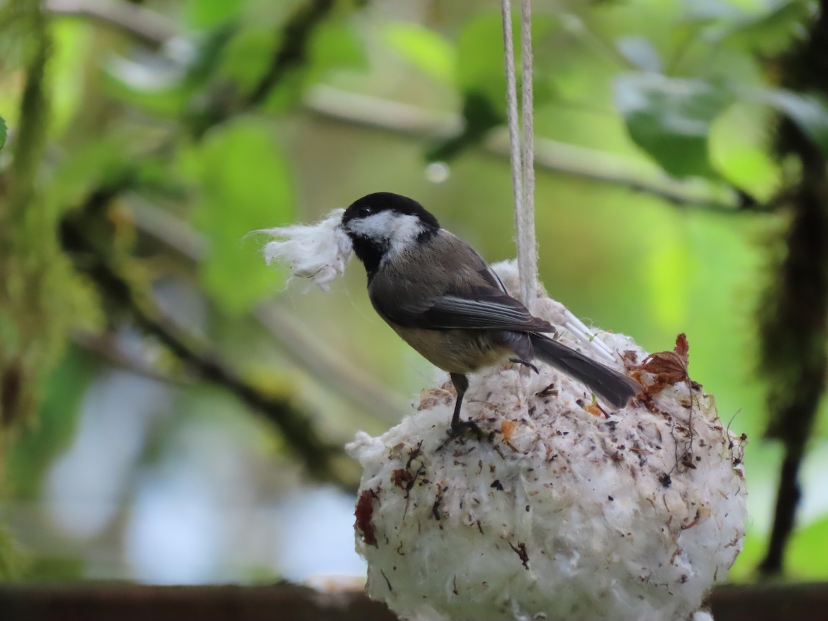 Black-capped Chickadee - Heidi Powers-Armstrong