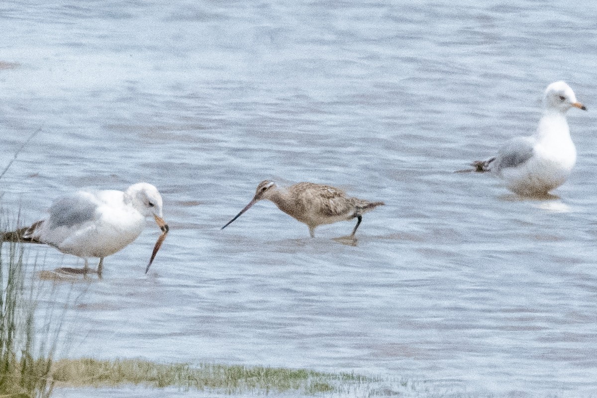 Marbled Godwit - Amy Kohlhepp