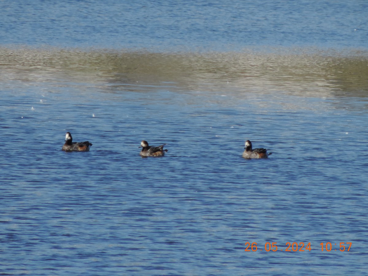 Chiloe Wigeon - Ignacio Ramírez