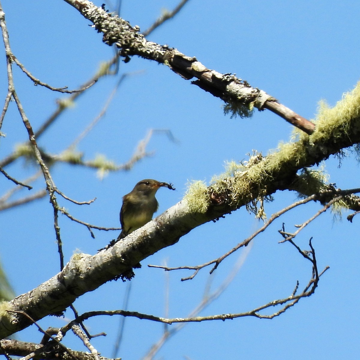 Willow Flycatcher - ML619658587