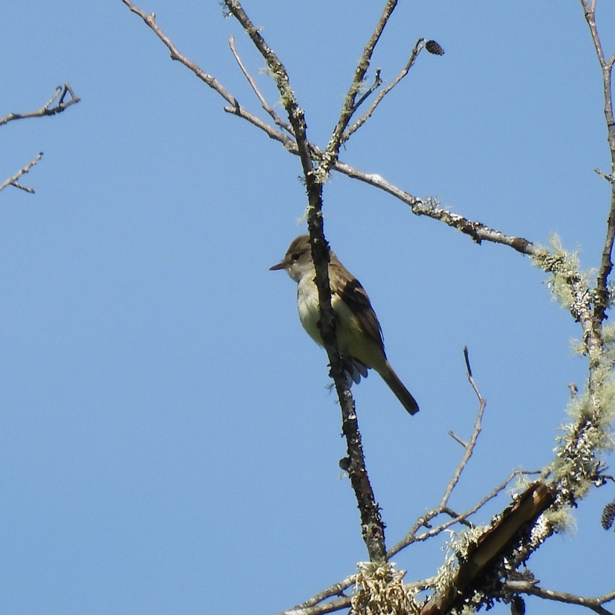 Willow Flycatcher - ML619658588