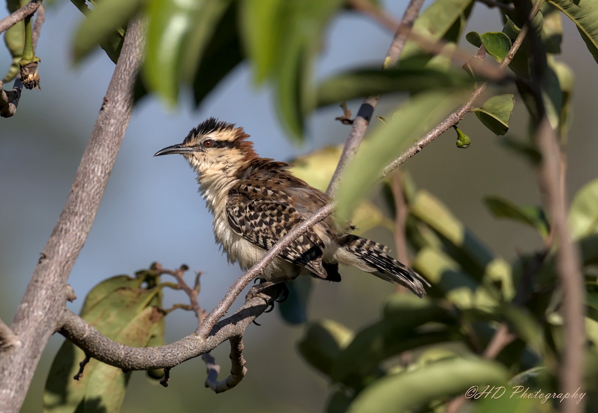 Rufous-naped Wren - Hugues Debeyser