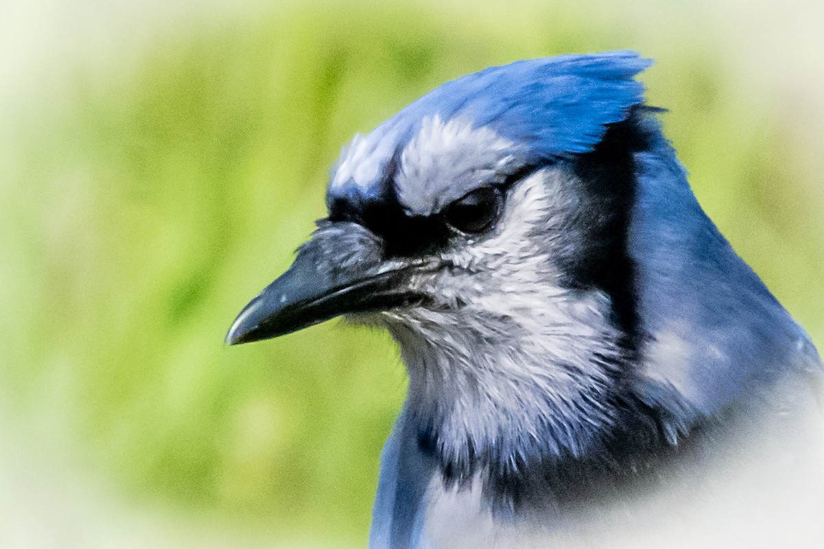 Blue Jay - Amy Kohlhepp