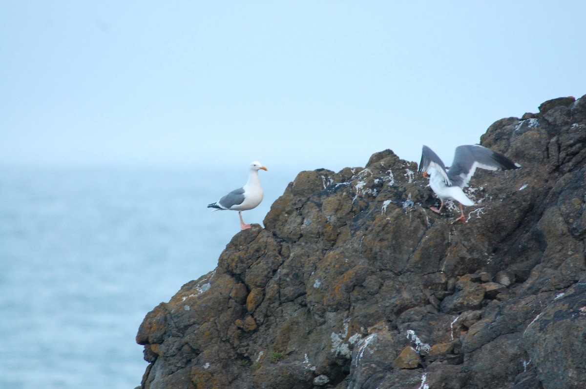 Western Gull - Stephen T Bird