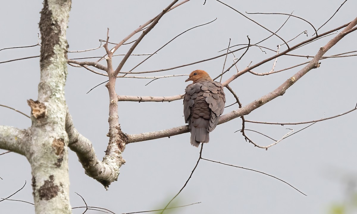 Philippine Cuckoo-Dove - Paul Fenwick