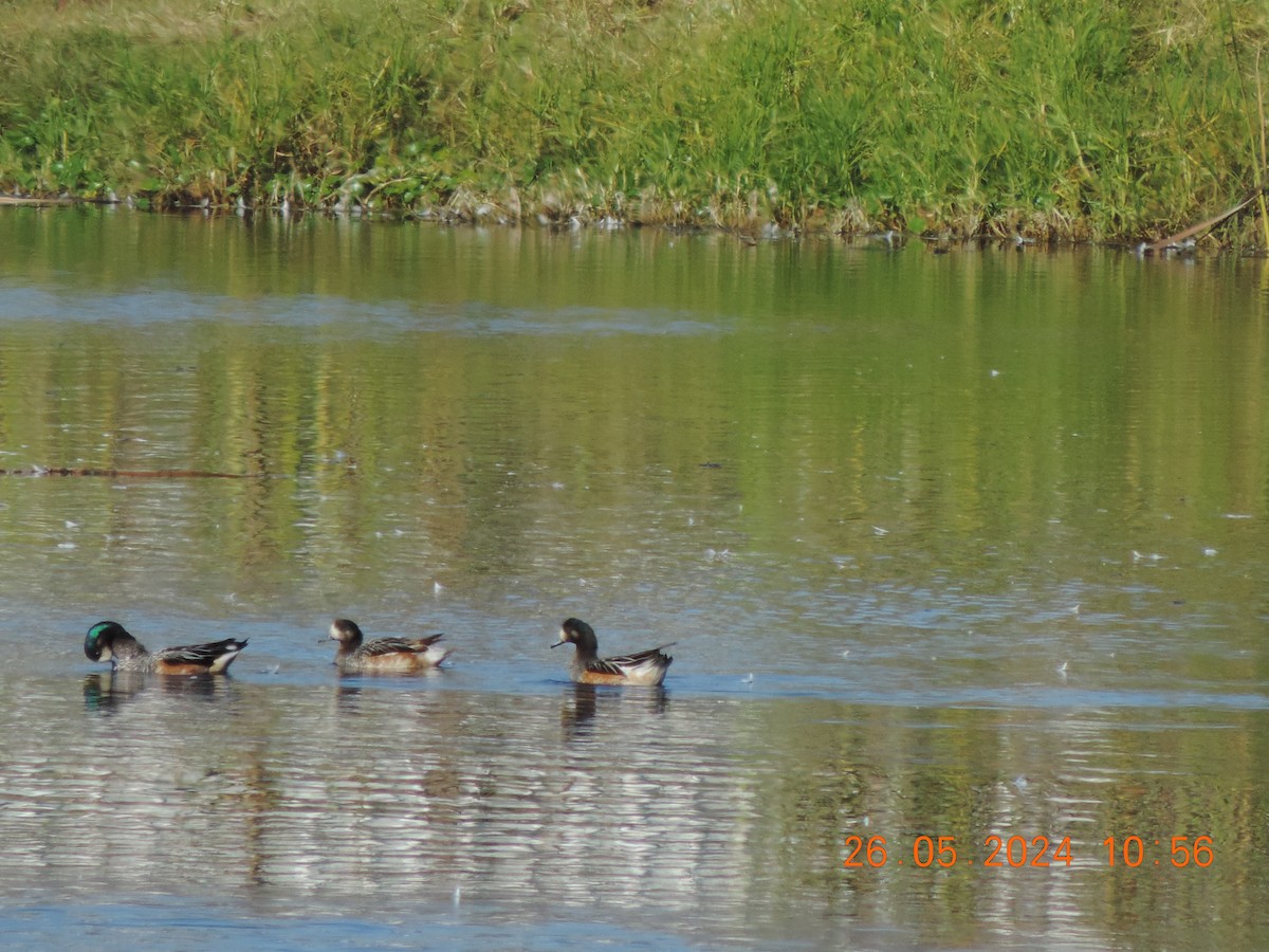 Chiloe Wigeon - Ignacio Ramírez