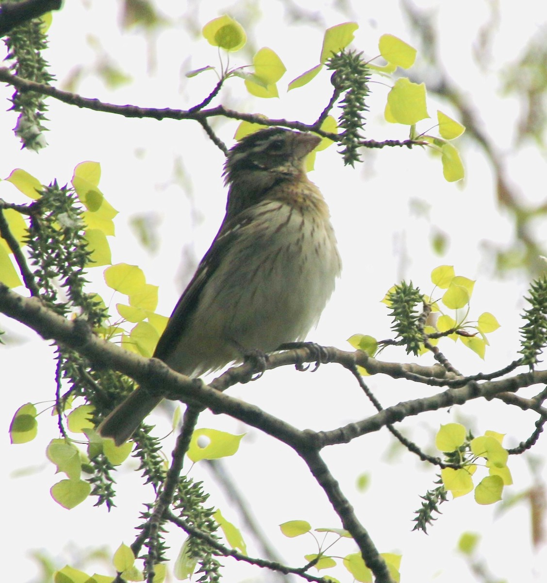 Rose-breasted Grosbeak - Stephanie Nyhof