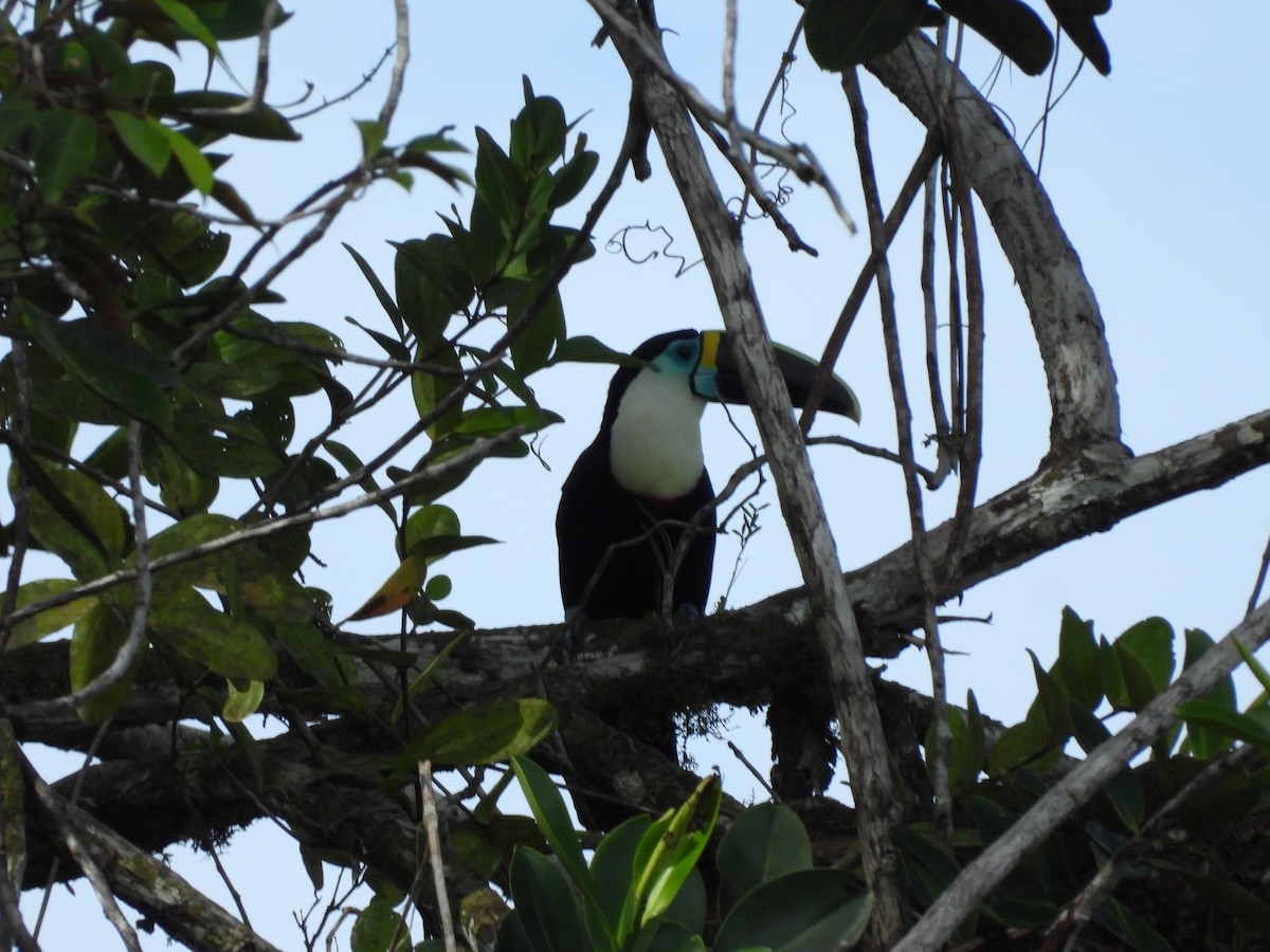 White-throated Toucan - Juan Aguilar