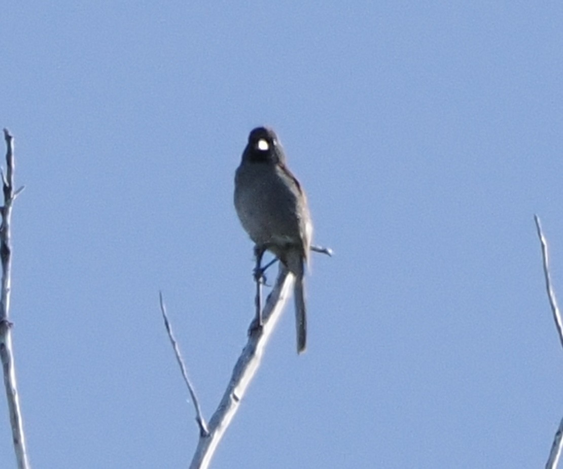 Black-chinned Sparrow - Annette Teng