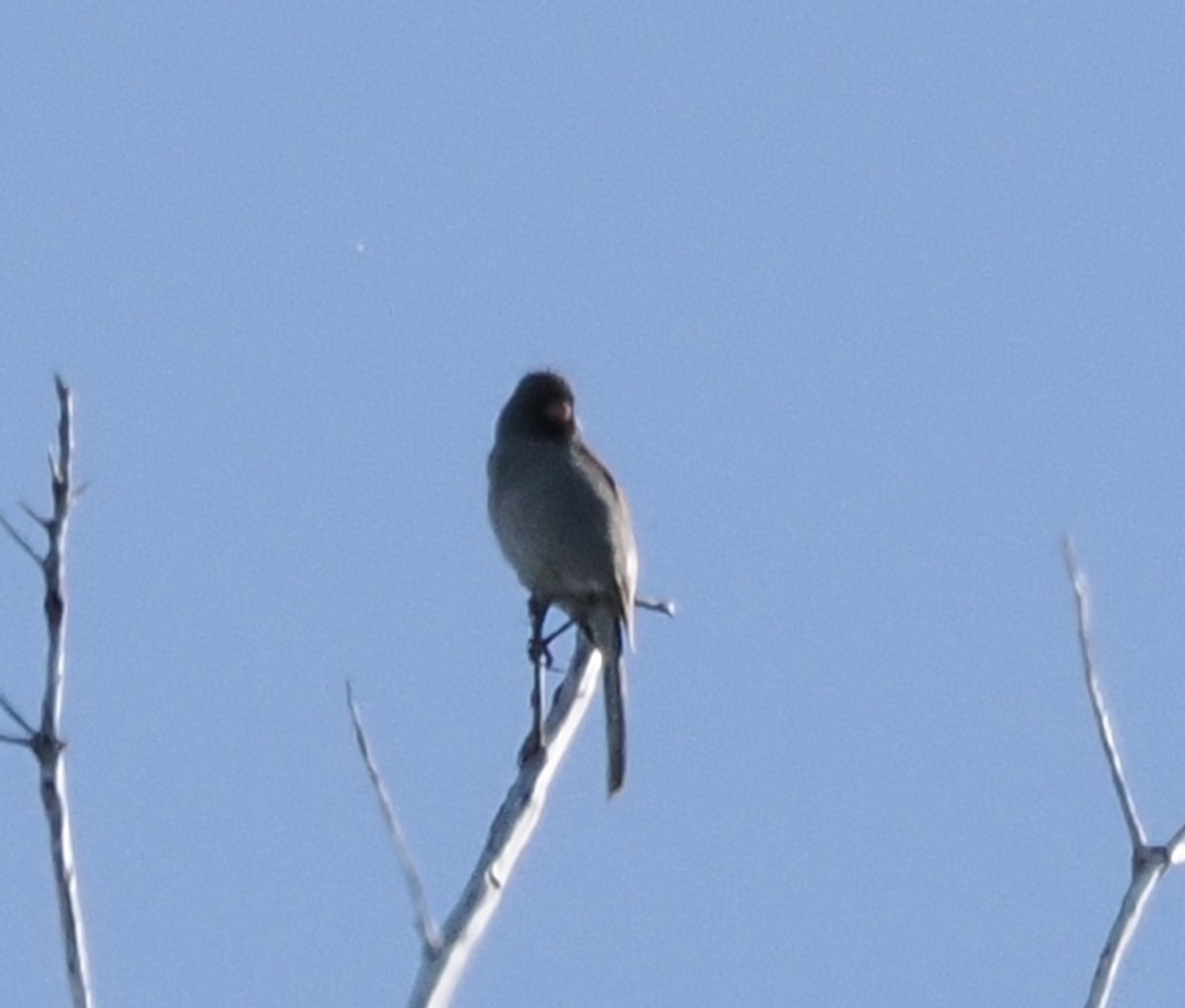 Black-chinned Sparrow - Annette Teng