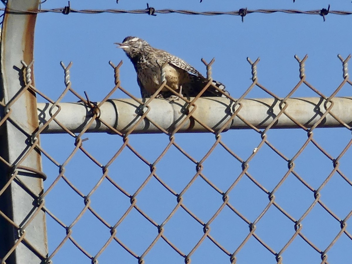 Cactus Wren - Dennis Wolter