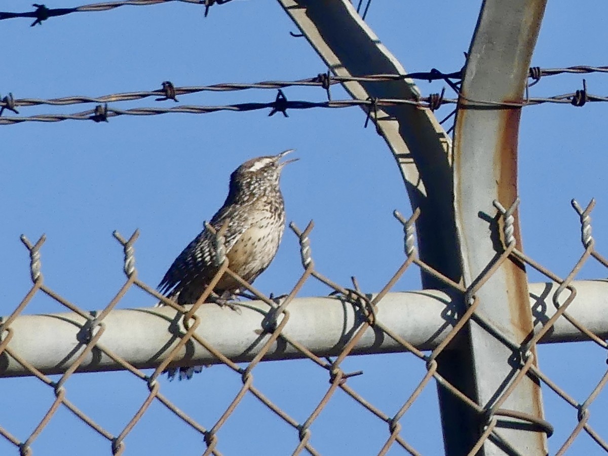 Cactus Wren - Dennis Wolter