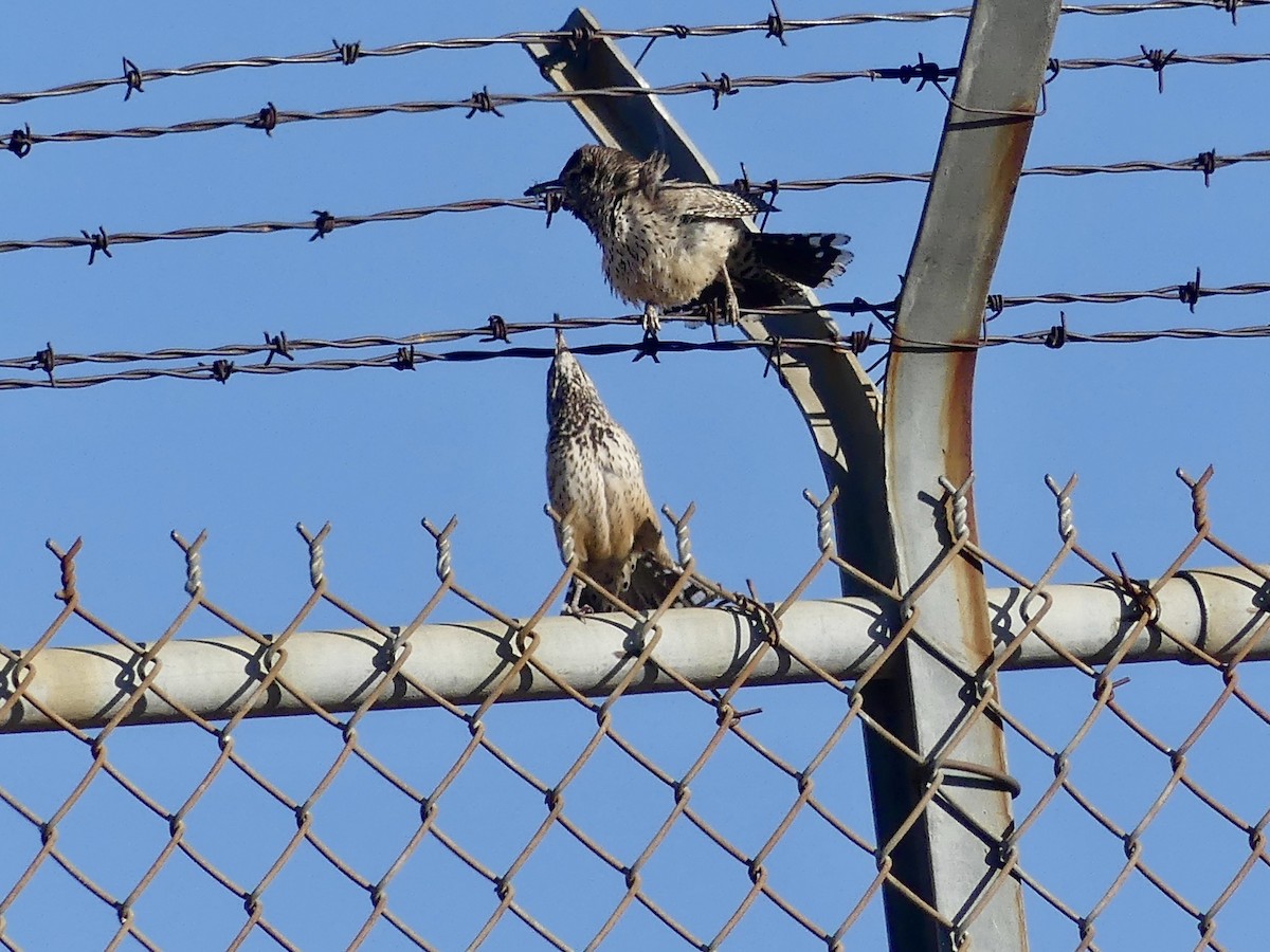 Cactus Wren - Dennis Wolter