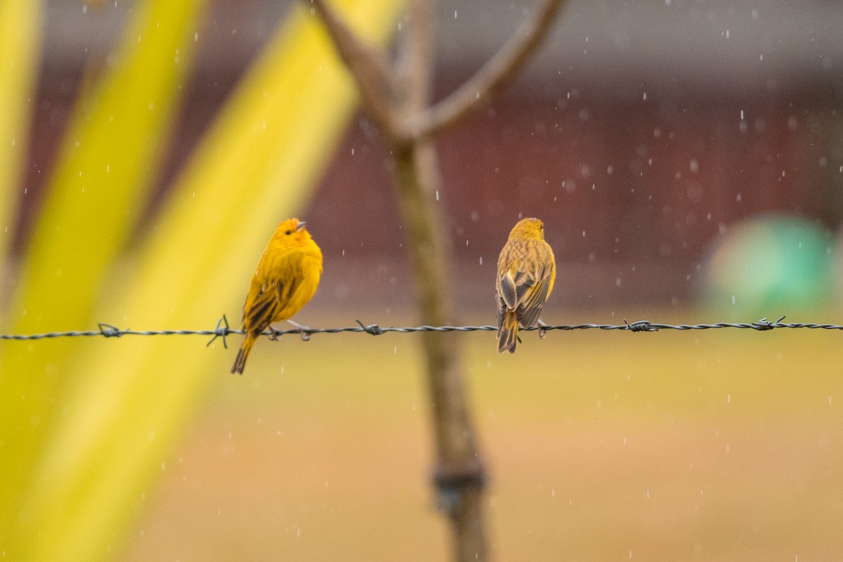 Saffron Finch - Leonam Torre