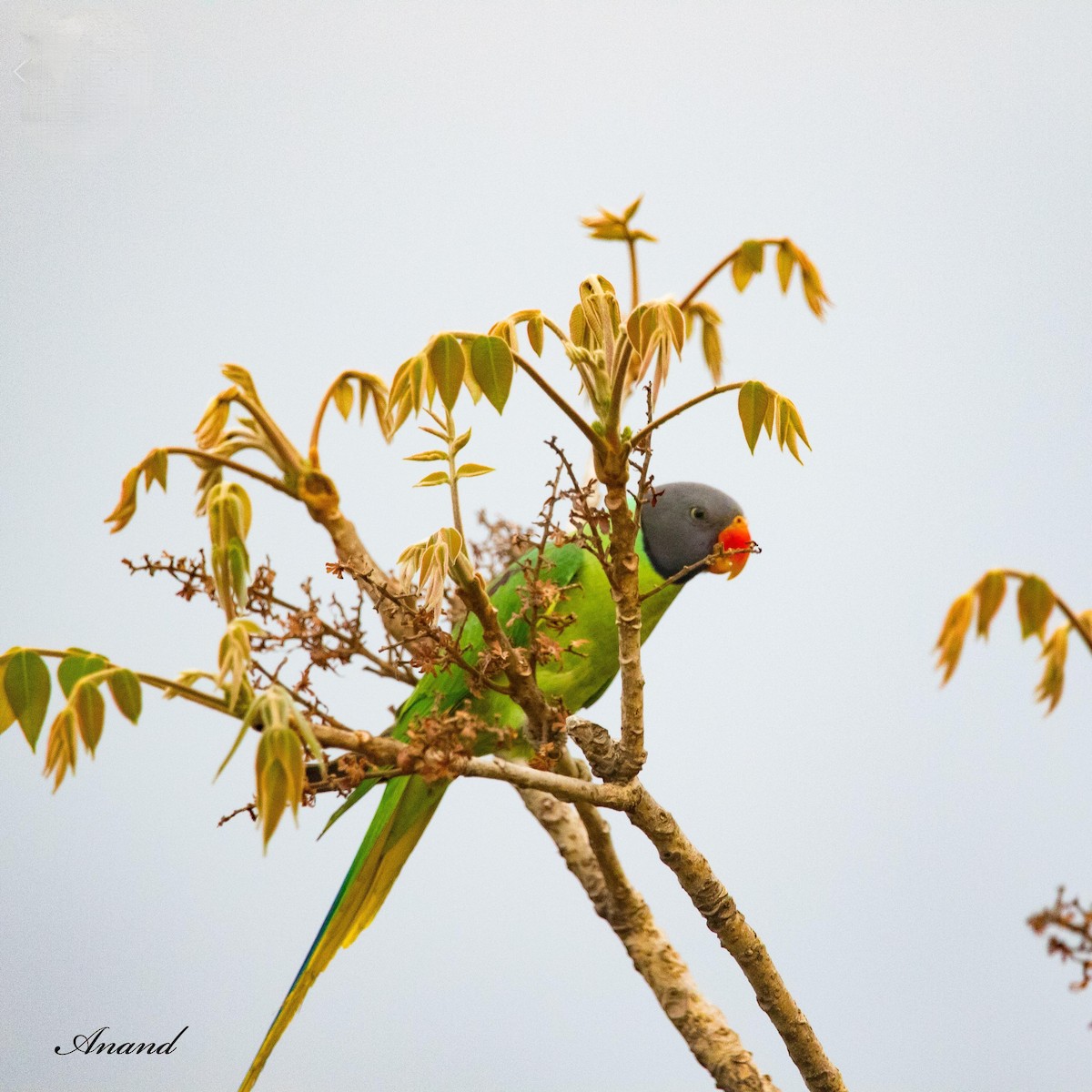 Slaty-headed Parakeet - Anand Singh