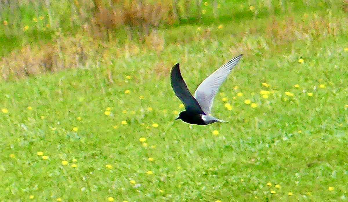Black Tern - N Jones