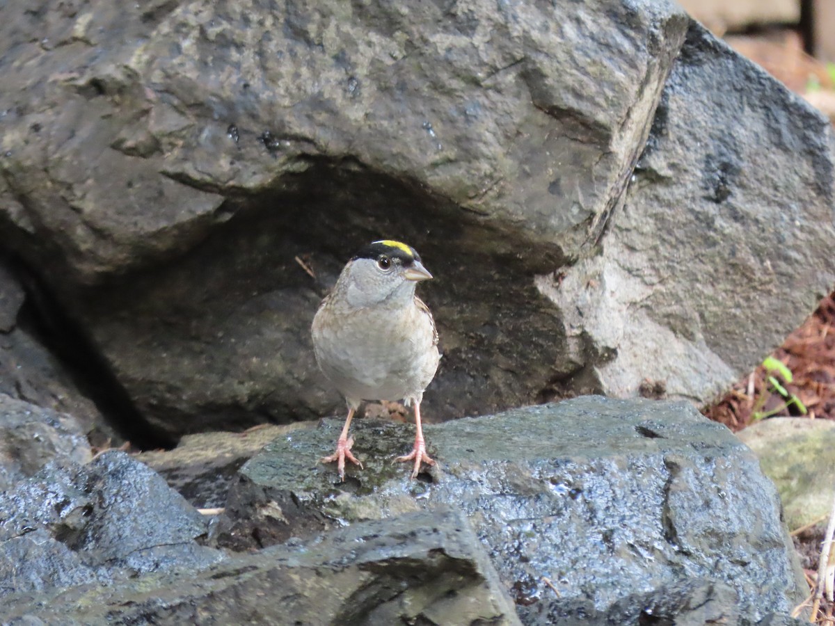 Golden-crowned Sparrow - Heidi Powers-Armstrong