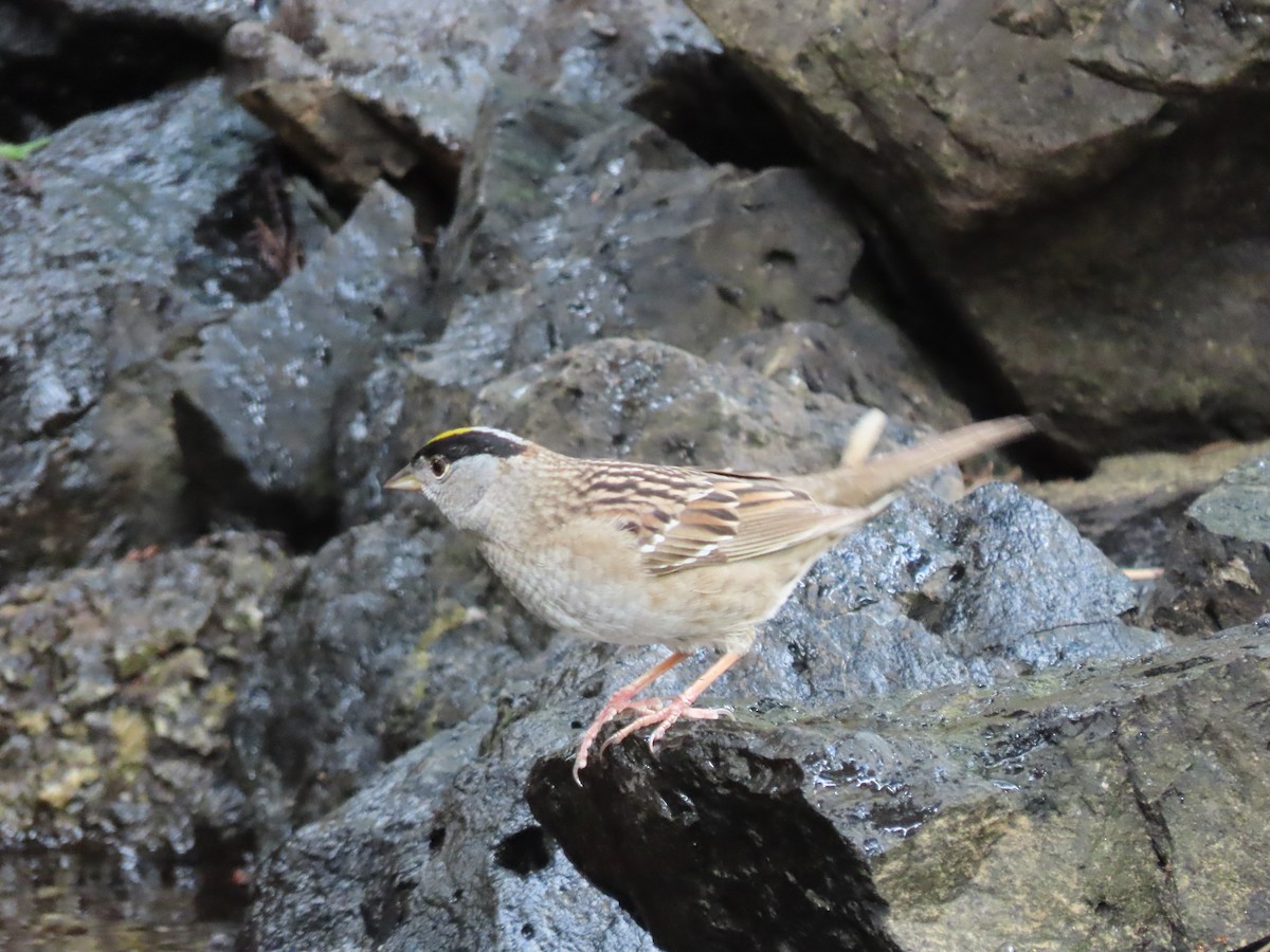 Golden-crowned Sparrow - Heidi Powers-Armstrong