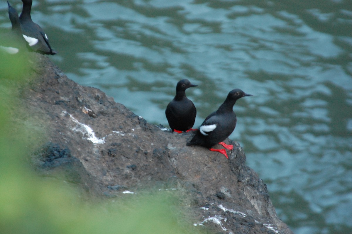 Pigeon Guillemot - Stephen T Bird