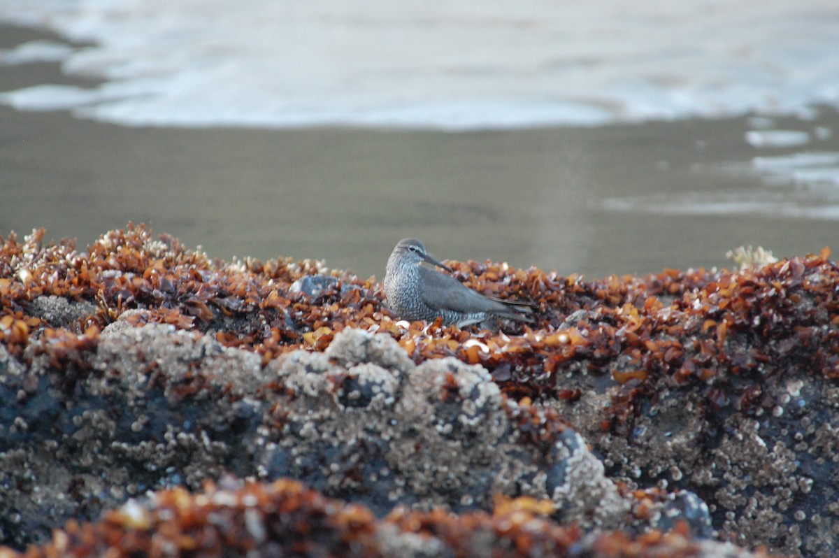 Wandering Tattler - ML619658689