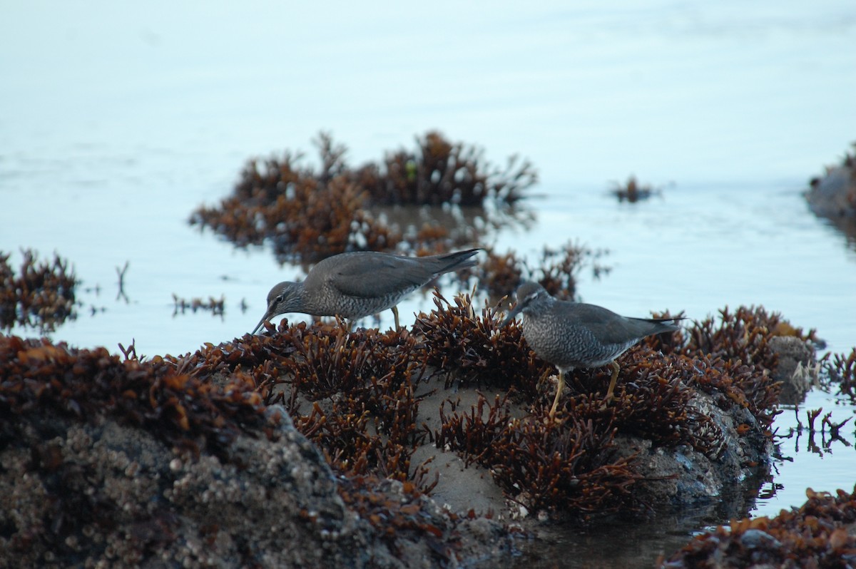 Wandering Tattler - ML619658691