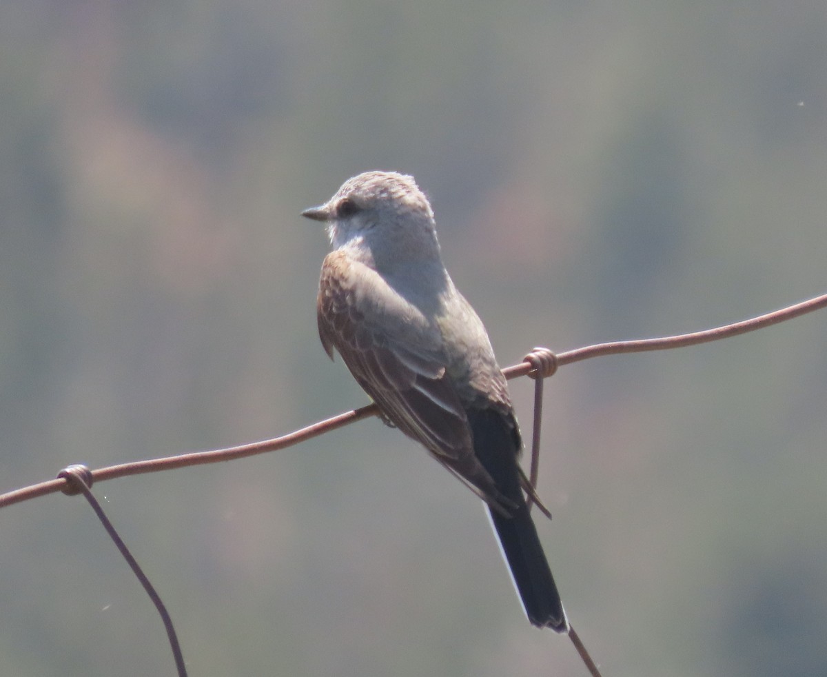 Western Kingbird - Heidi George