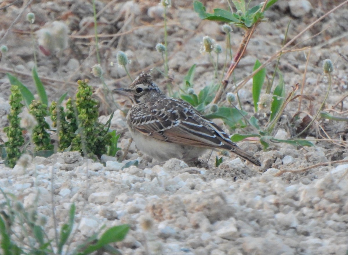 Thekla's Lark - Ignacio Barrionuevo