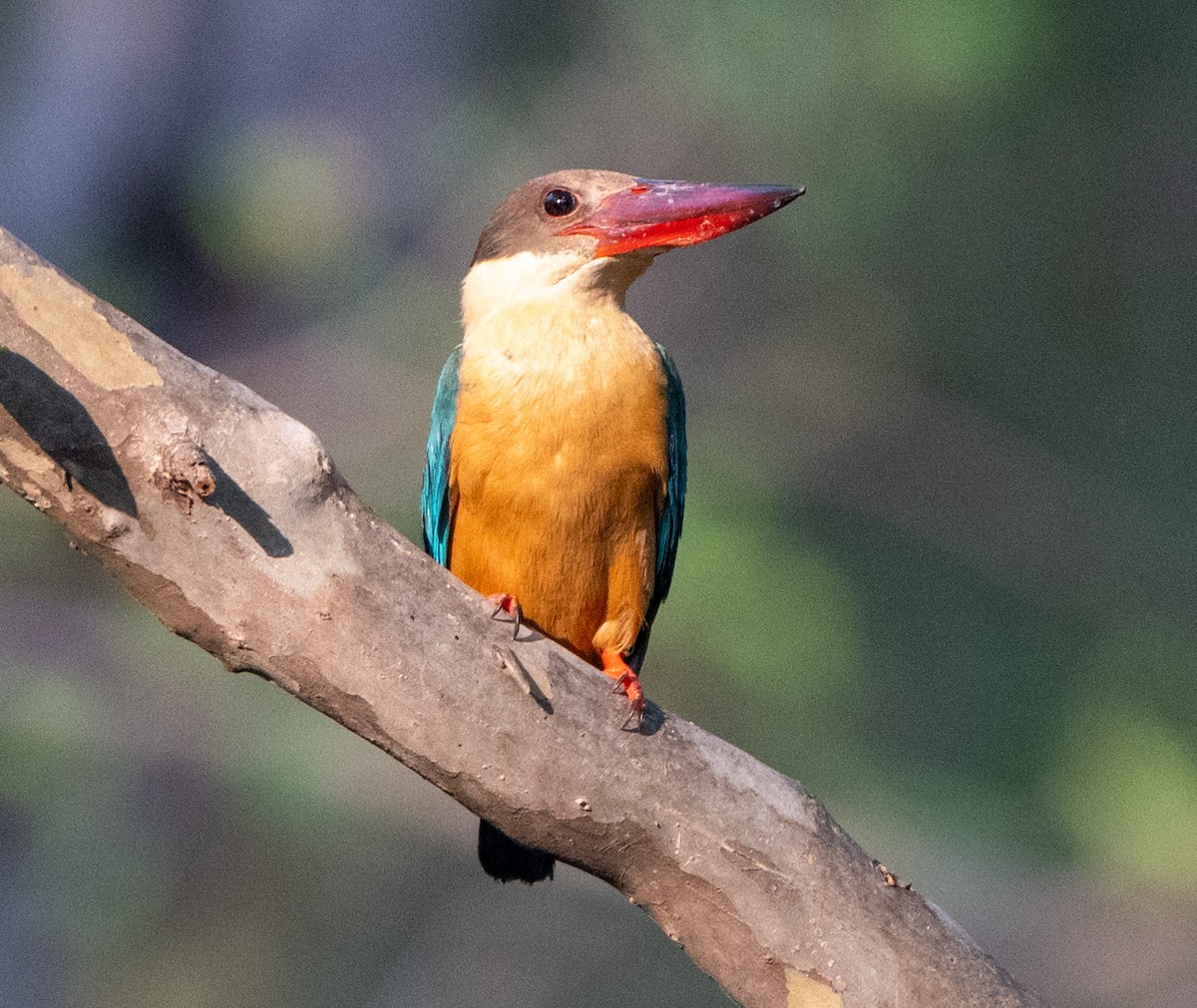 Stork-billed Kingfisher - Jagdish Jatiya