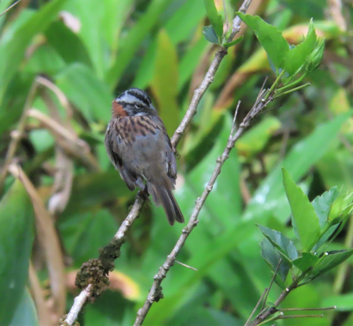 Rufous-collared Sparrow - Ann Van Denburgh