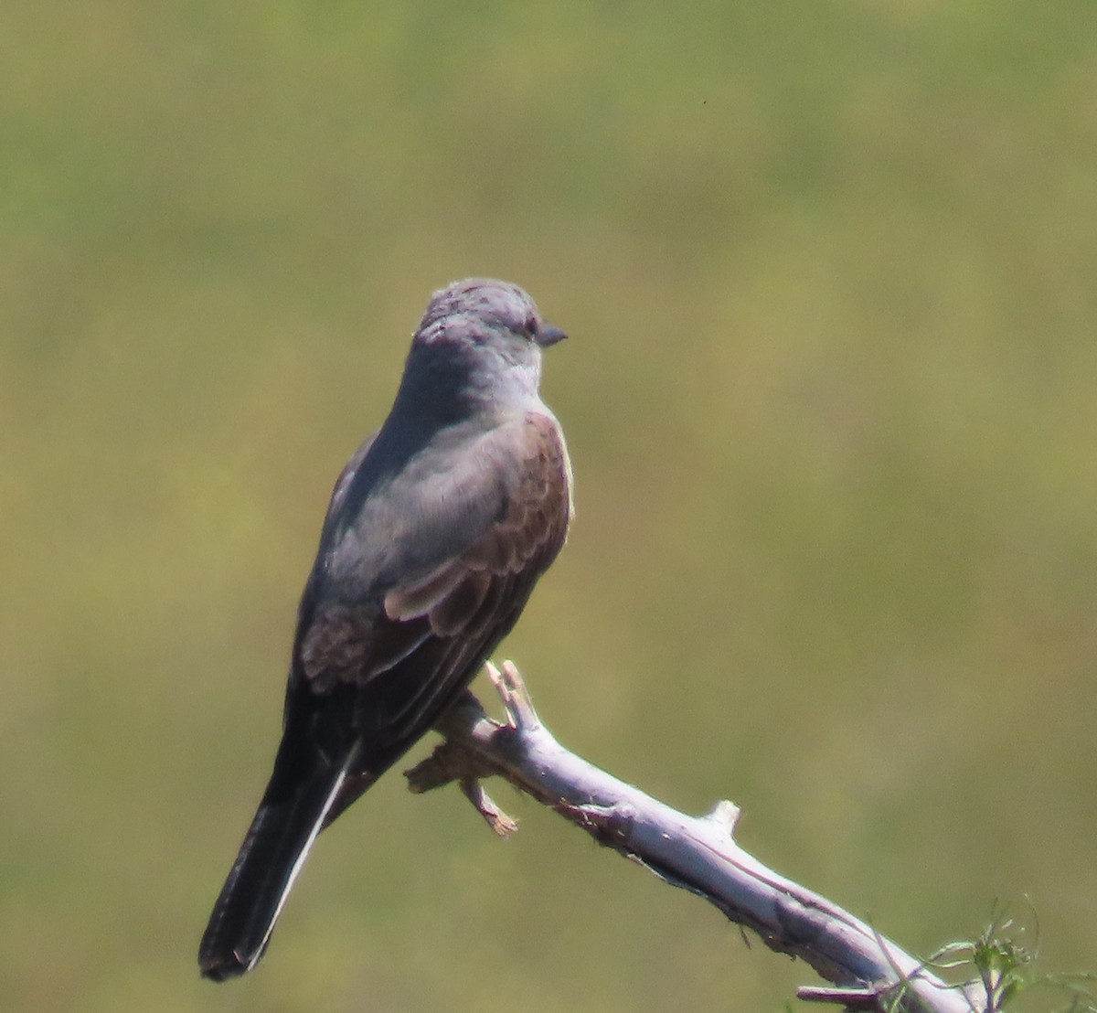 Western Kingbird - Heidi George