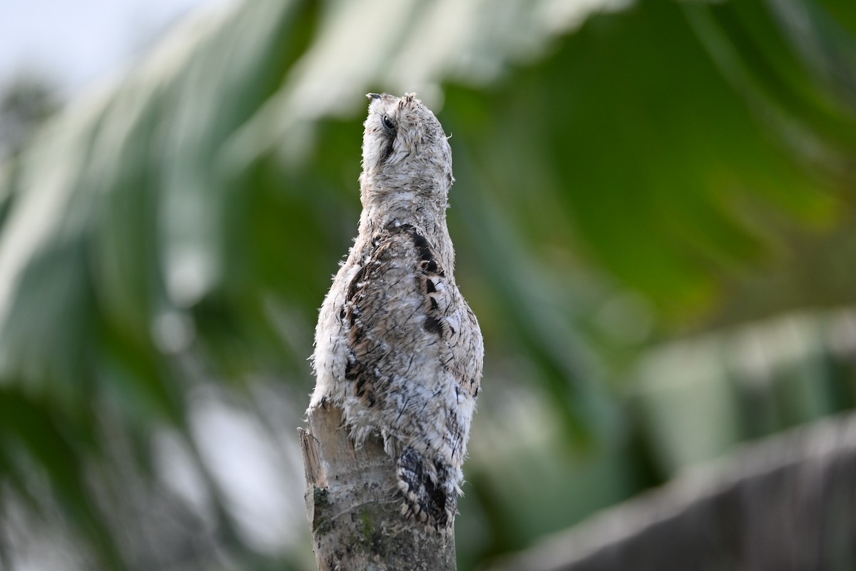 Common Potoo - ML619658741
