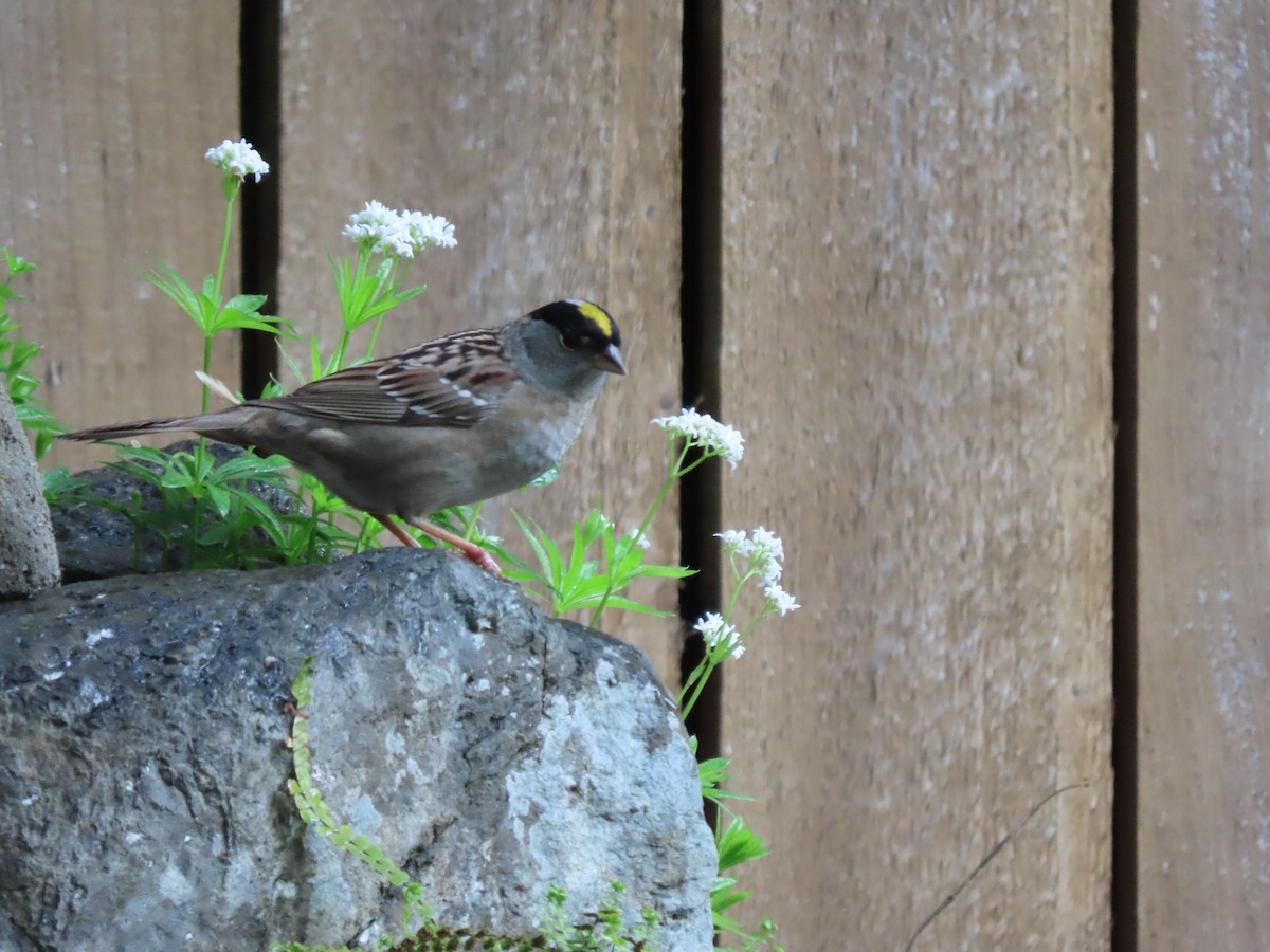 Golden-crowned Sparrow - Heidi Powers-Armstrong