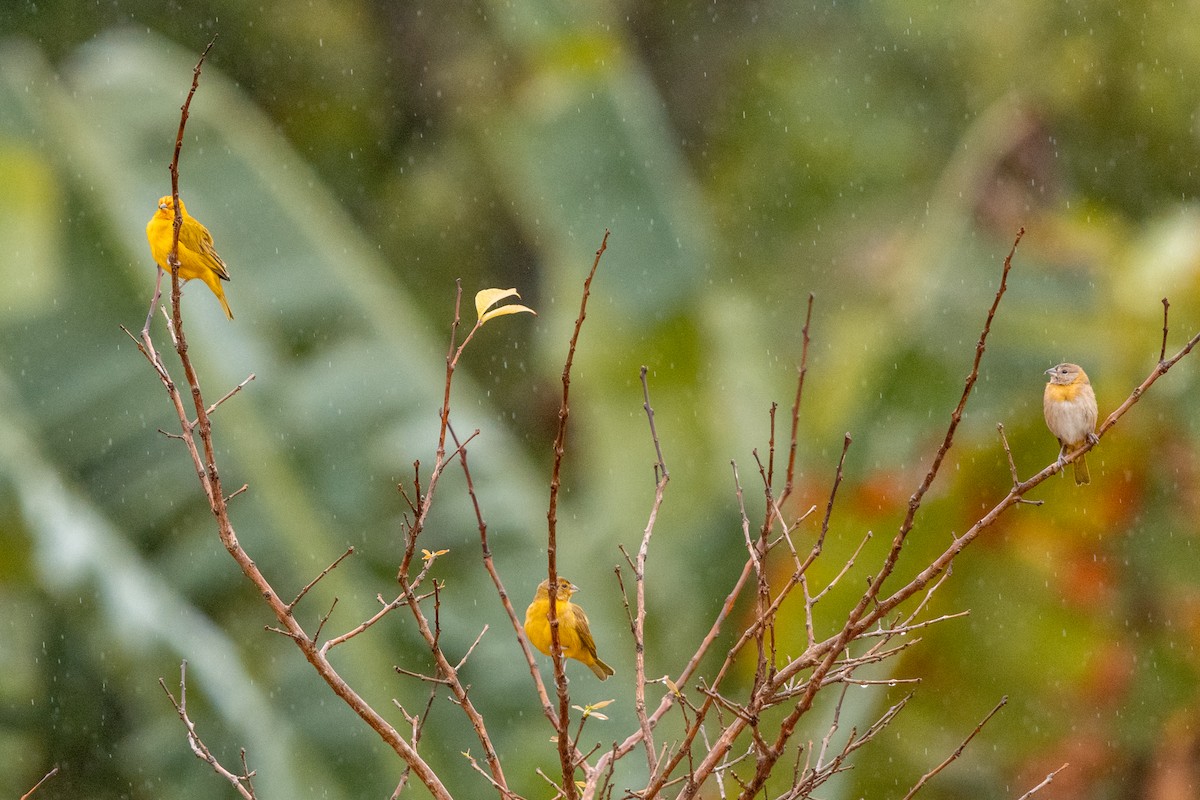 Saffron Finch - Leonam Torre