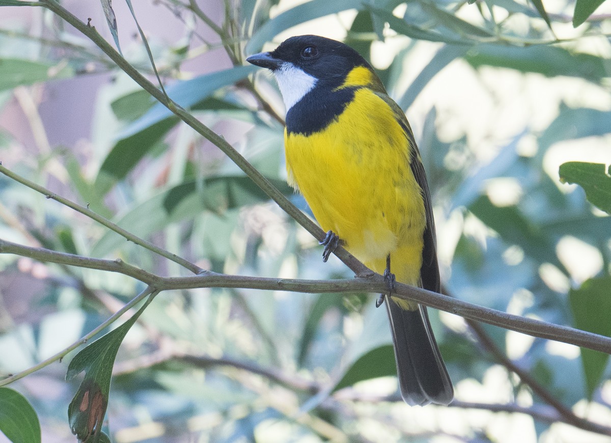 Golden Whistler - John Daniels