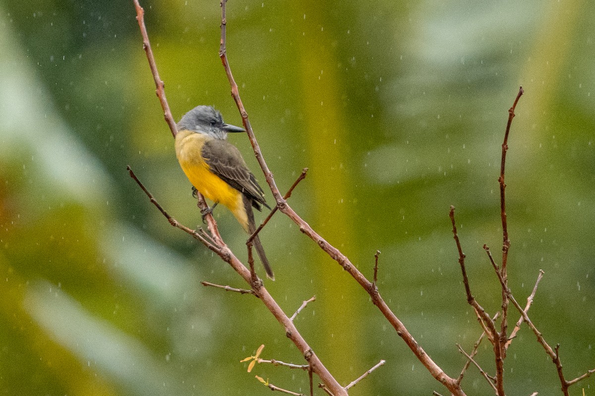 Tropical Kingbird - Leonam Torre