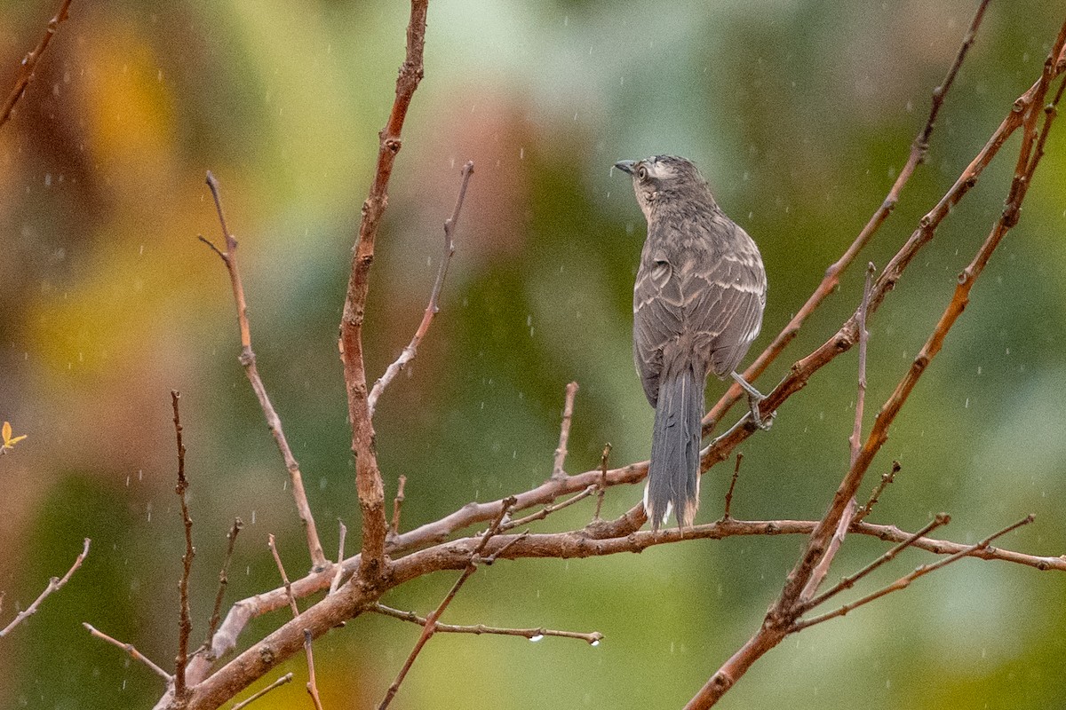 Chalk-browed Mockingbird - Leonam Torre