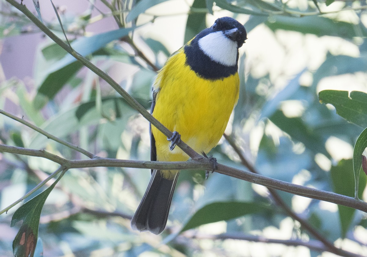 Golden Whistler - John Daniels