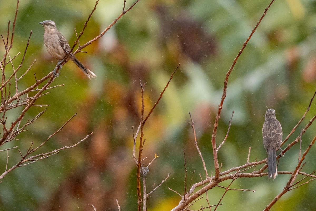 Chalk-browed Mockingbird - Leonam Torre