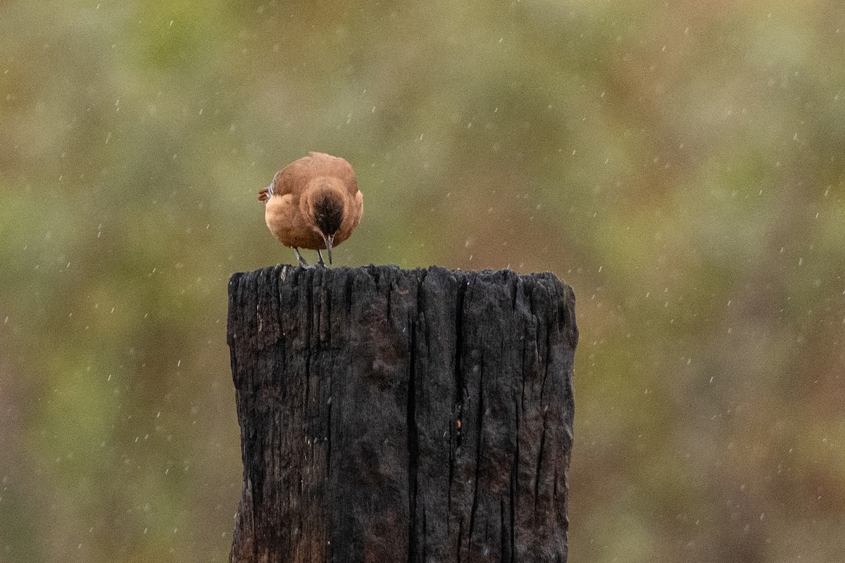 Rufous Hornero - Leonam Torre