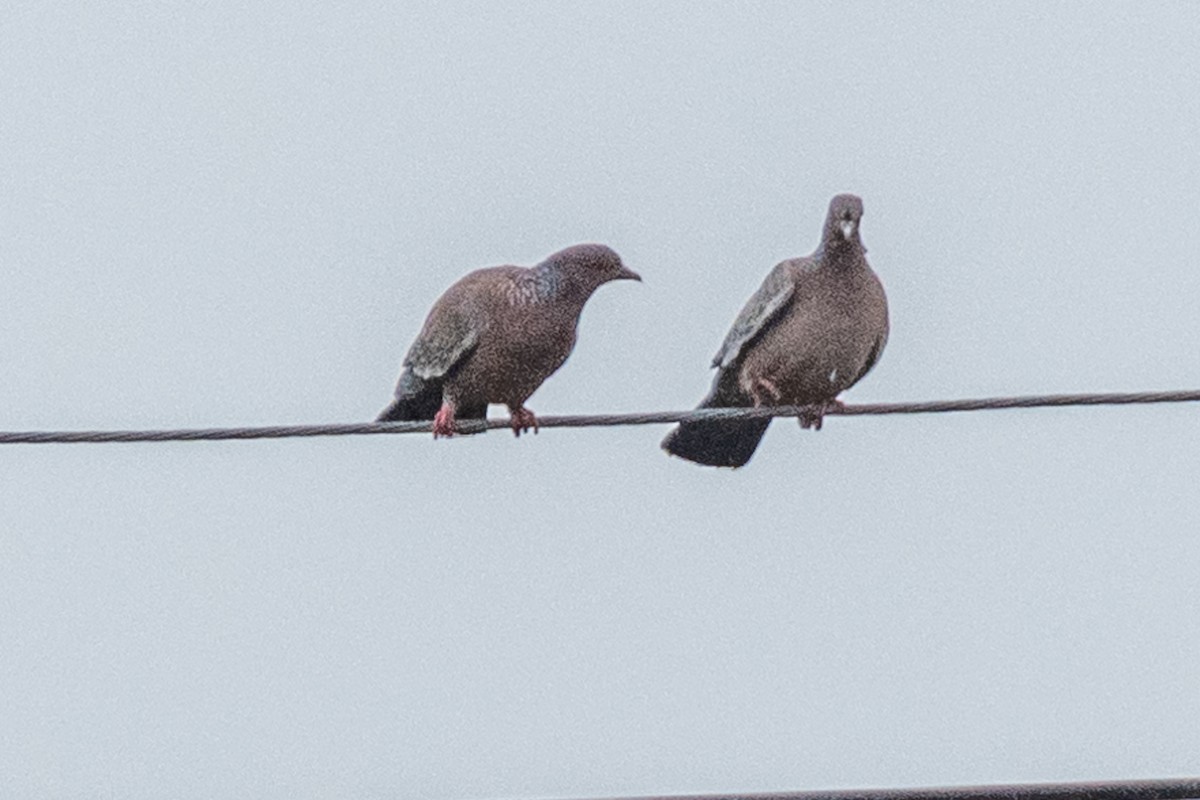 Picazuro Pigeon - Leonam Torre