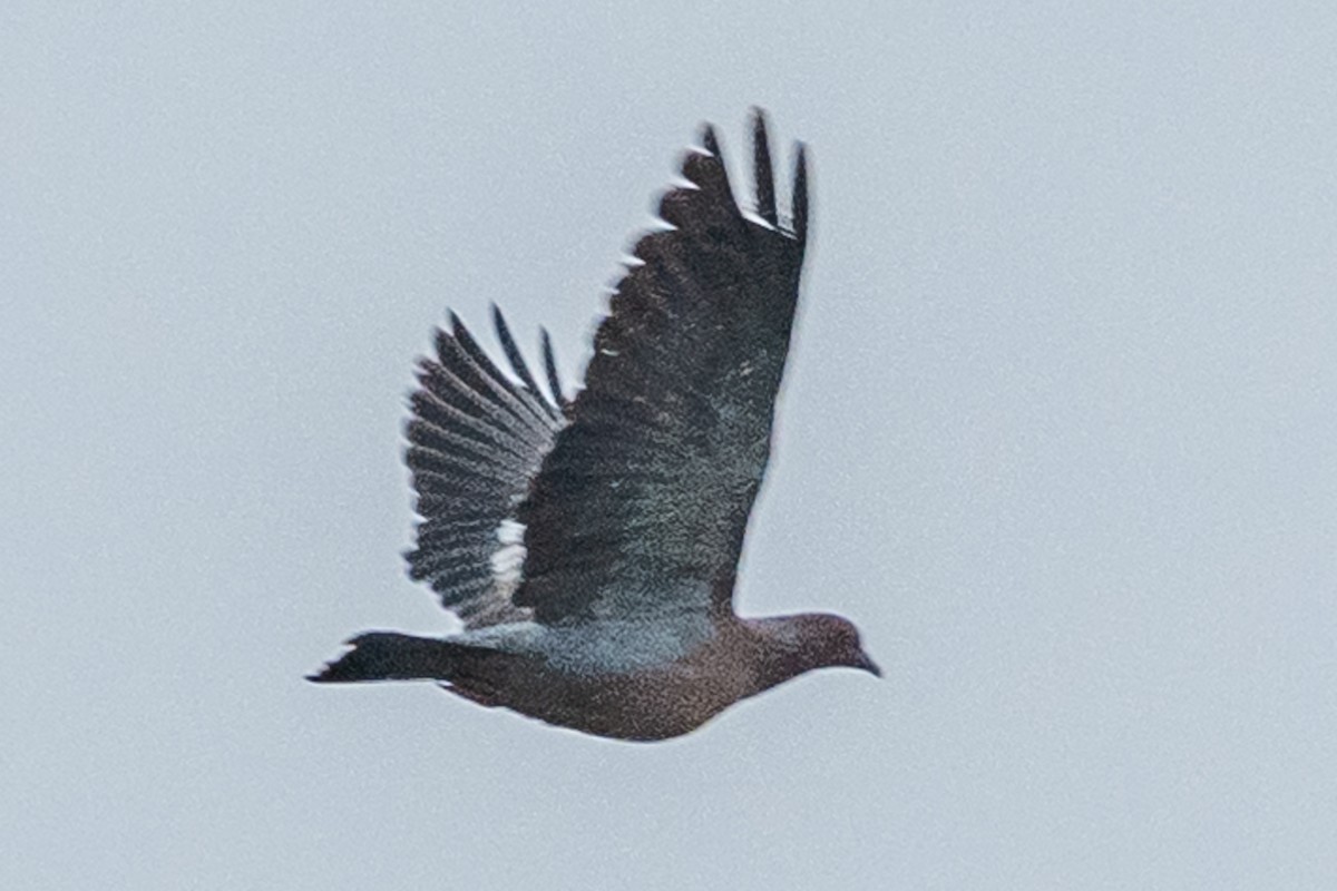 Picazuro Pigeon - Leonam Torre